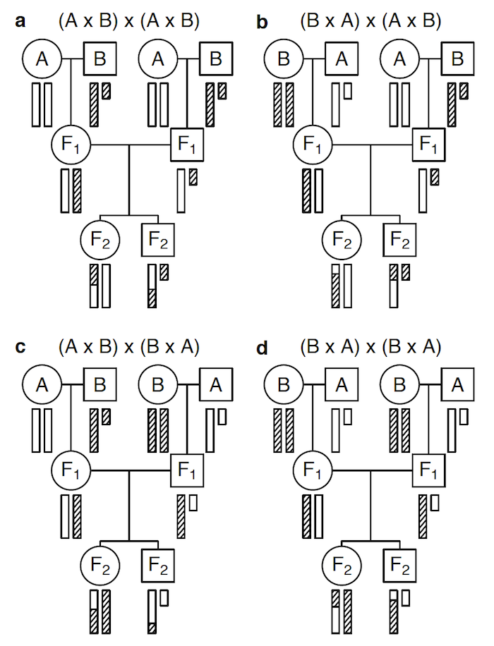 Broman et al. (2006) Fig 2